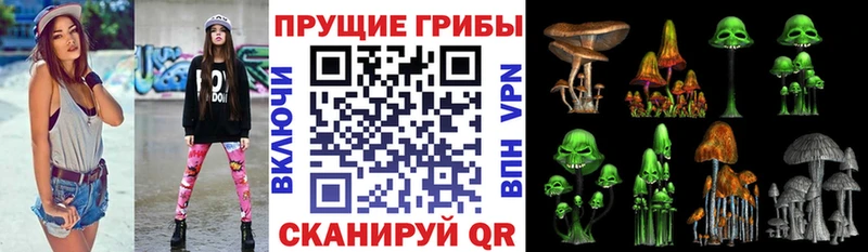 Псилоцибиновые грибы Psilocybine cubensis Хадыженск